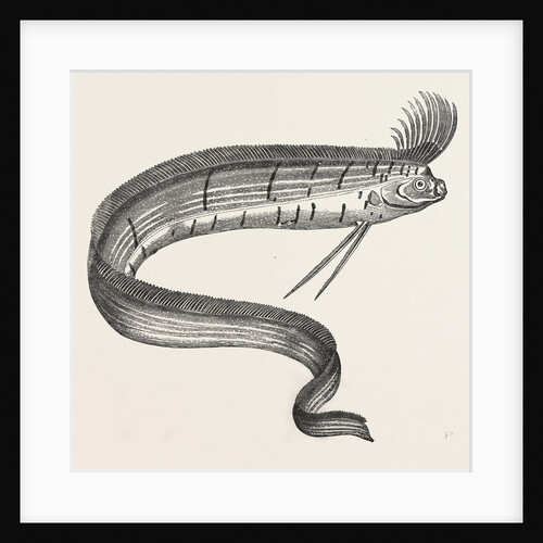 The Rare Fish (Regalecus Glesne), Caught Off Cullercoats and Exhibited for a Short Time at Newcastle-Upon-Tyne, UK, 1849 by Anonymous