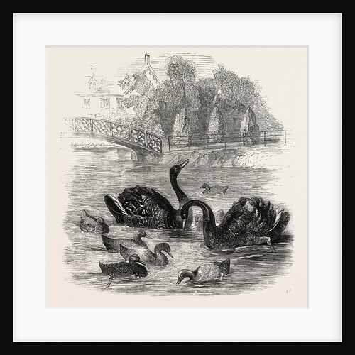 Black Swans and Their Young, at Culvers, Surrey, the Seat of S. Gurney, Esq., MP. 1859 by Anonymous