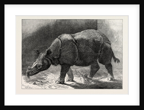 The New Rhinocerus in the Gardens of the Zoological Society, 1874 by Anonymous