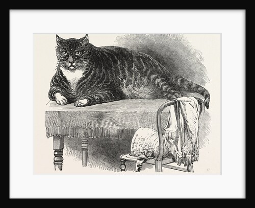 Large Cat, 1850 by Anonymous