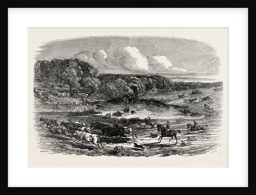 Cattle Mustering in Australia, 1850 by Anonymous