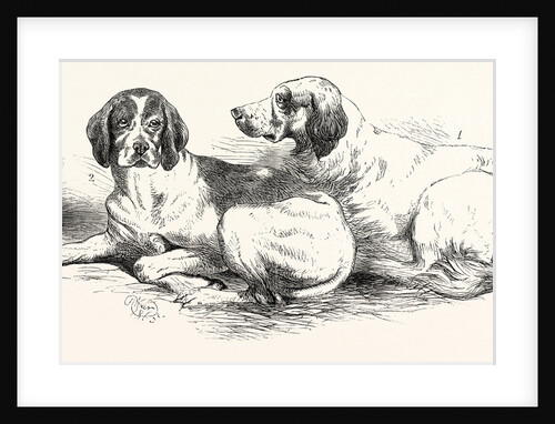 The International Dog Show at Islington: Prize Dogs, London, 1865 by Anonymous