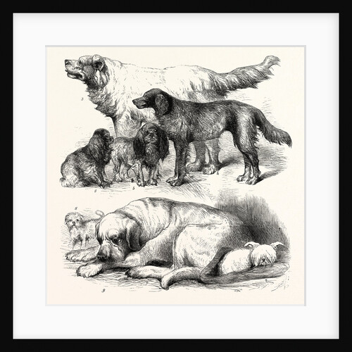 The International Dog Show at Islington: Prize Dogs, London, 1865 by Anonymous