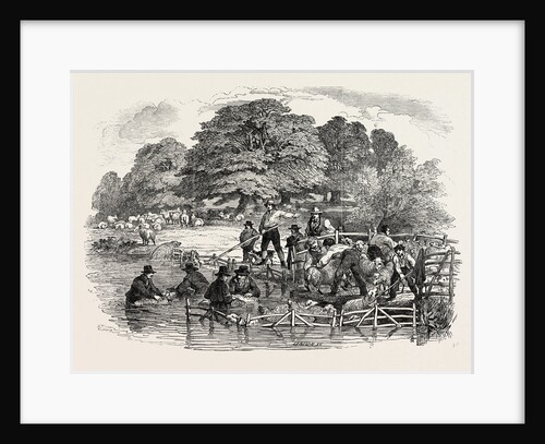 Agricultural Pictures: Sheep-Washing, 1846 by Anonymous