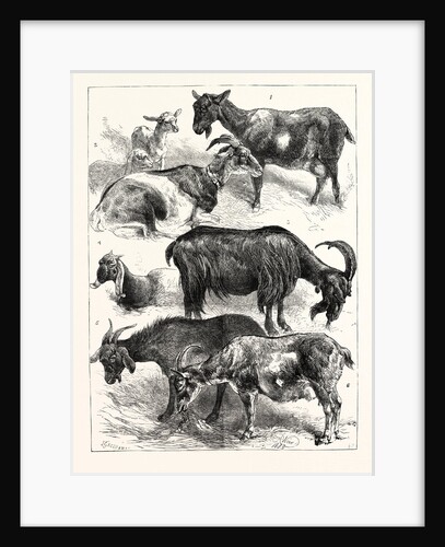 The Goat Show at the Crystal Palace, UK, 1883 by Anonymous