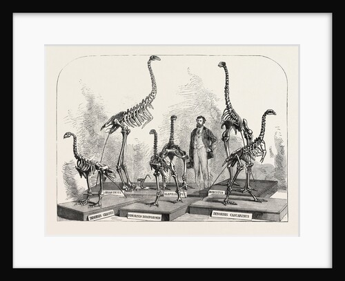 Skeletons of the Dinornis in the Canterbury Museum, New Zealand, 1868 by Anonymous