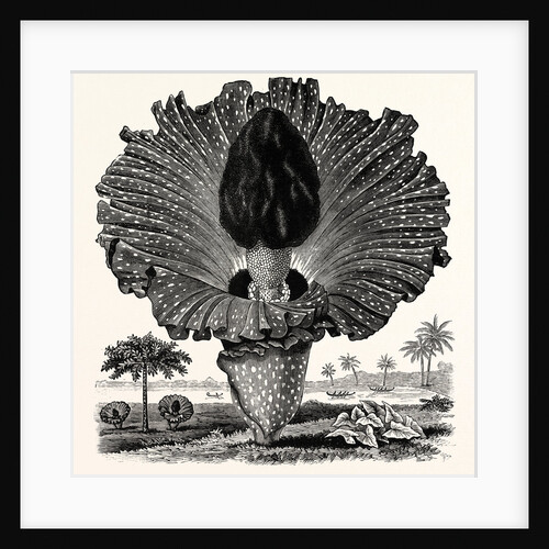 Amorphophallus Campanulatus by Anonymous