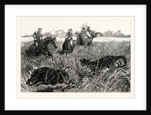 Pig-Sticking on the Churs of the Bramapootra Surprised by a Tiger by Anonymous
