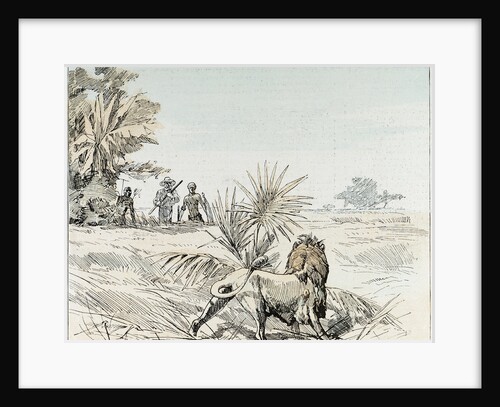 A Lion in South Africa by Anonymous