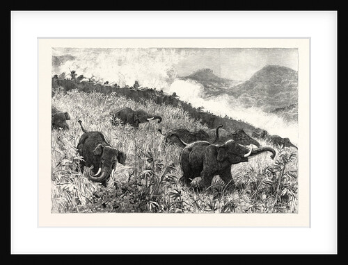 An Elephant Kraal Arranged for the Czarevitch Near Colombo Ceylon (Sri Lanka) by Anonymous
