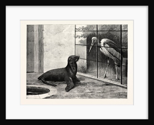 The New Neighbour (Cape Sea Lion and Adjutant Bird) by Anonymous
