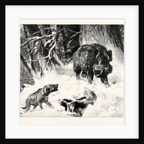 The Boar at Bay by Anonymous