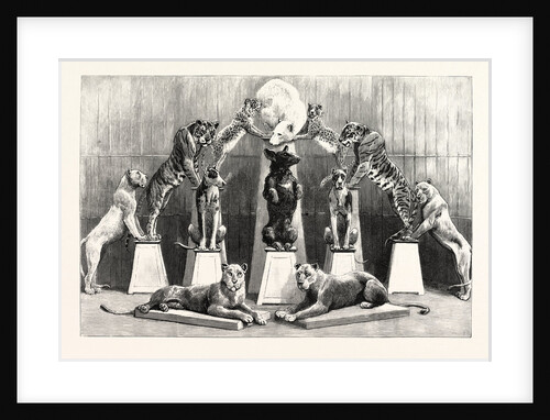 The Happy Family of Performing Wild Beasts at the Crystal Palace the Living Pyramid Formed by Twelve Animals by Anonymous