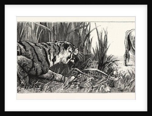 The Tiger Selects a Cow by Anonymous