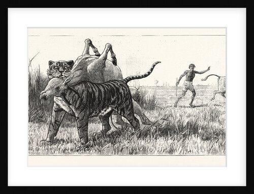 Tiger-Netting in Bengal: As the Tiger Shoulders His Victim the Alarm is Carried to the Village by Anonymous