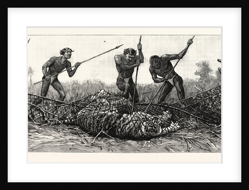 Tiger-Netting in Bengal: They Spear the Tiger As He Struggles in the Net by Anonymous