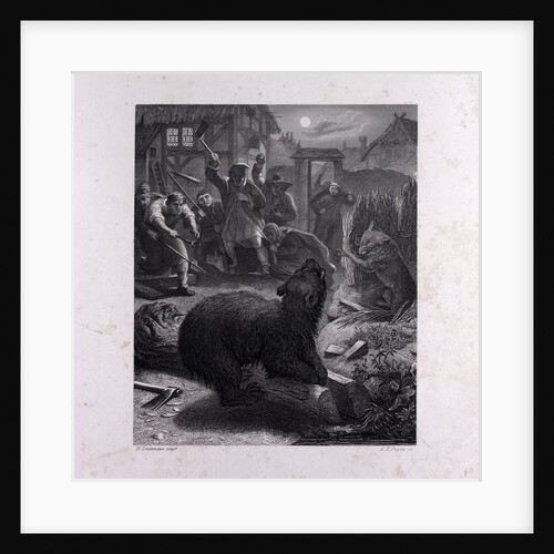 Bruin in the Trap by Anonymous