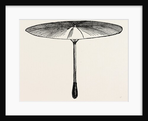 Umbrella for Hawks. by Anonymous