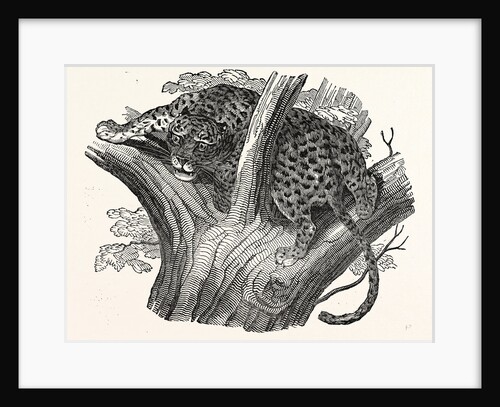 Tree Leopard at Bay by Anonymous