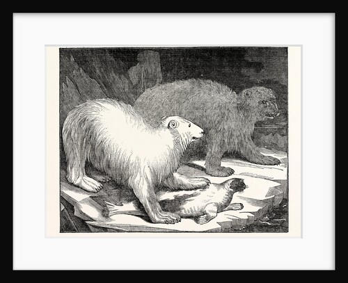 Polar Bears and Seal by Anonymous