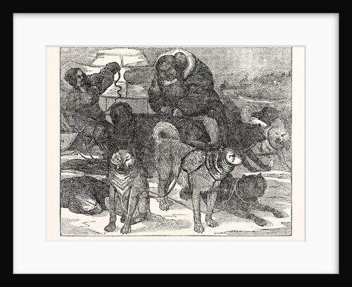 Eskimaux Harnessing Their Dogs to a Sledge by Anonymous
