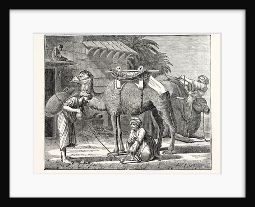 The Arabian Camel by Anonymous