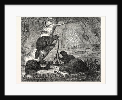 Beavers with Their Huts and a Dam by Anonymous