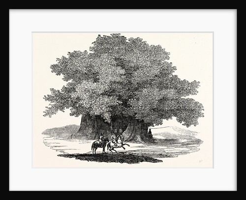Great Chesnut Tree of Mount Aetna by Anonymous