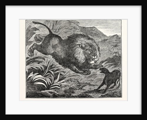 Lion Springing from Covert by Anonymous