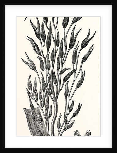 The Smut or Dust Brand in Oats by Anonymous