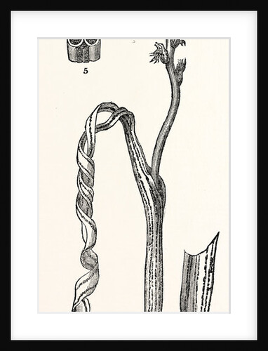 The Smut or Dust Brand in Wheat by Anonymous