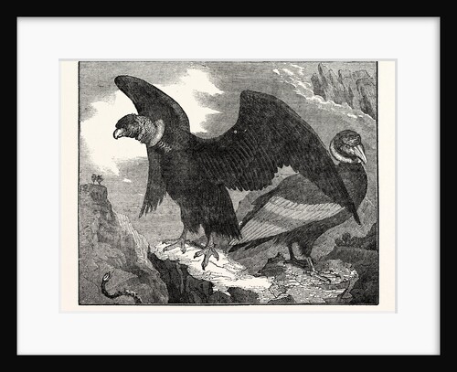 The Condor from a Living Specimen by Anonymous