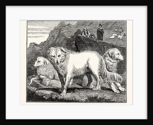 Italian Wolf-Dogs by Anonymous