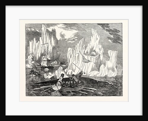 Harpooning the Whale in the Arctic Seas by Anonymous
