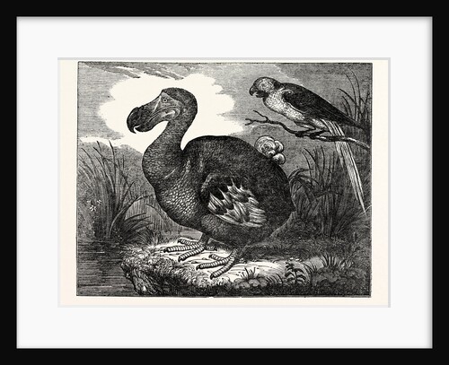 The Dodo by Anonymous
