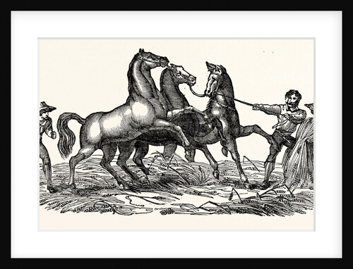 Horses Treading Out Corn by Anonymous