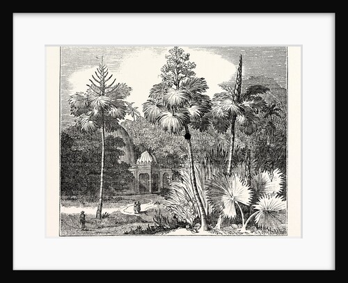 Talipot Palms in Different Stages of Growth by Anonymous