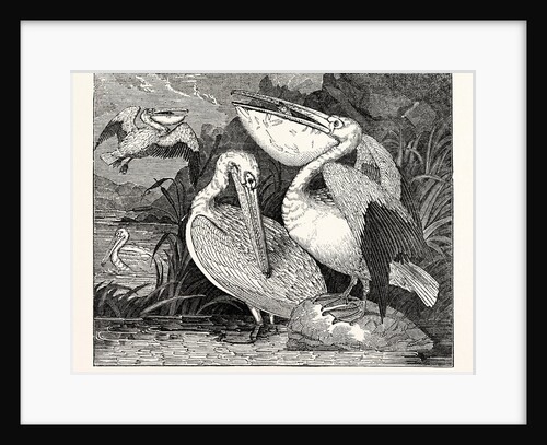 Pelicans from Specimens in the Gardens of the Zoological Society by Anonymous