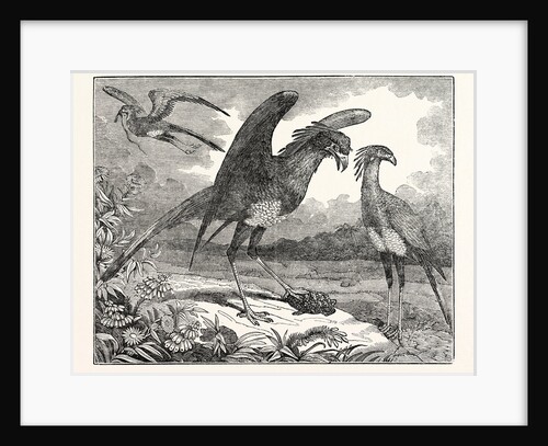 The Secretary Bird by Anonymous