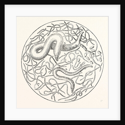 The Grain Worms Vibrio Tritici by Anonymous