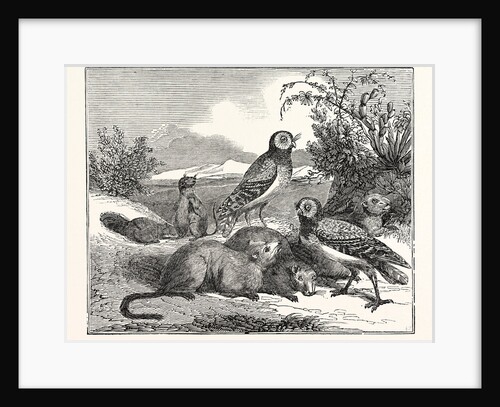 Burrowing-Owls and Prairie-Dogs by Anonymous