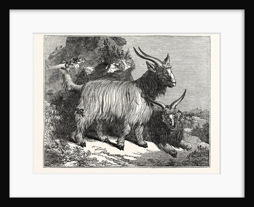 Kashmir Goats by Anonymous