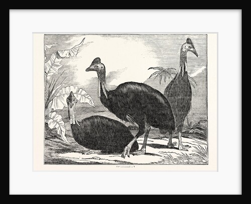 Cassowaries by Anonymous