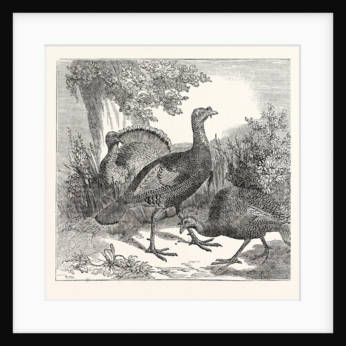 Wild Turkeys by Anonymous