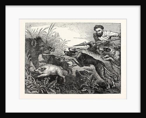 Wild Boar-Hunting by Anonymous