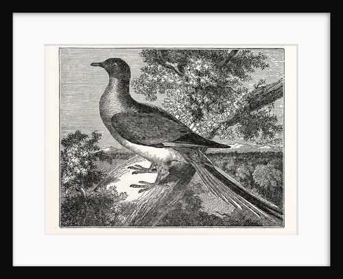 Passenger-Pigeon by Anonymous
