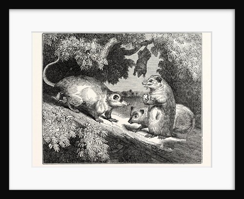 Male and Female Opossums by Anonymous