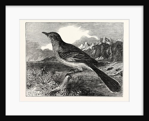 The Mocking-Bird by Anonymous
