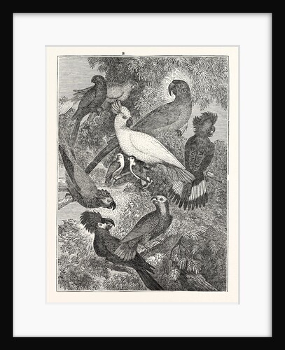 Parrots by Anonymous