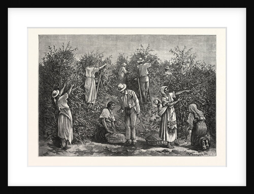 Coffee Costa Rica by Anonymous